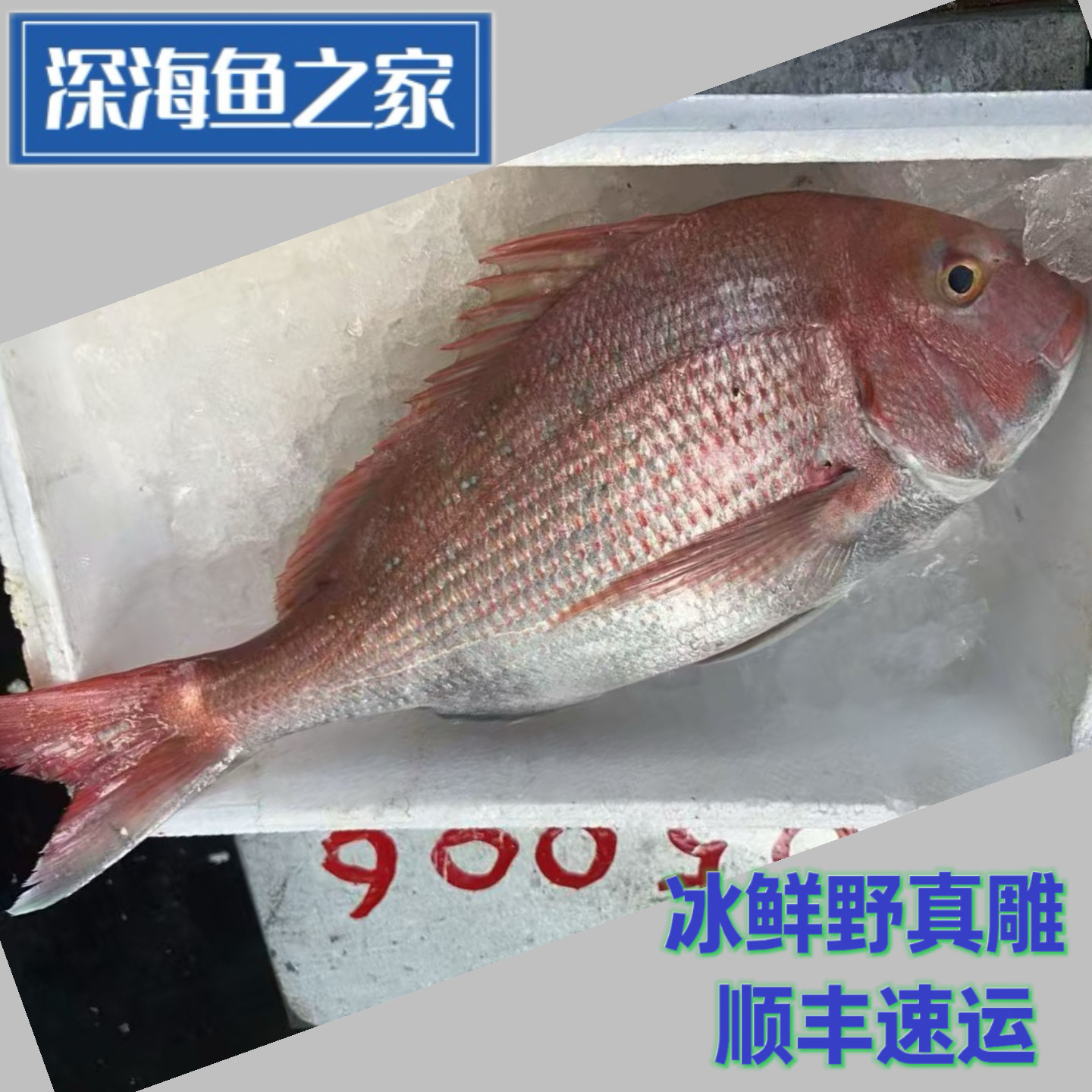 冰鲜南海野真雕鱼 正雕 红加吉 加吉鱼 2-6斤/条