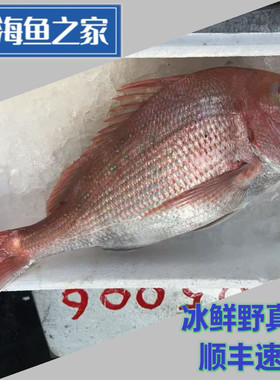 冰鲜南海野真雕鱼 正雕 红加吉 加吉鱼 2-6斤/条