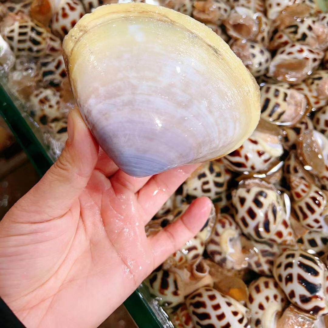 北京闪送 特大漳港蚌 贵妃蚌2