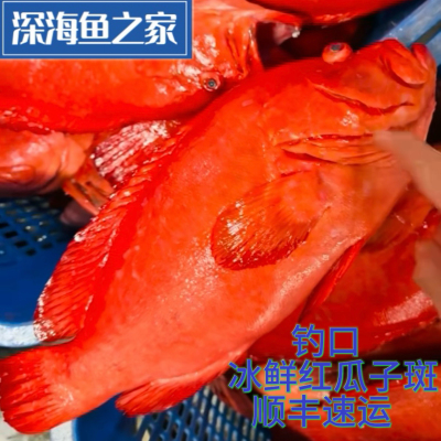 冰鲜 钓口红瓜子斑 红九棘鲈 石斑鱼 2-5斤/条
