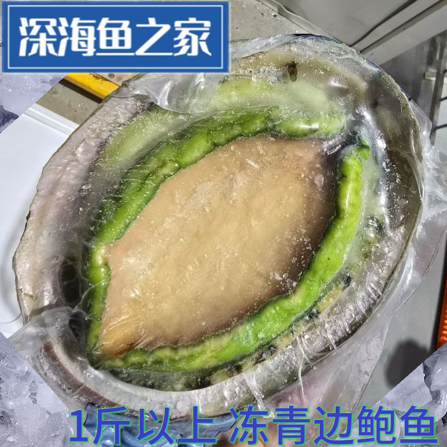1-2斤/只 生冻超大青边鲍鱼 绿边鲍鱼 高档食材 日料食材