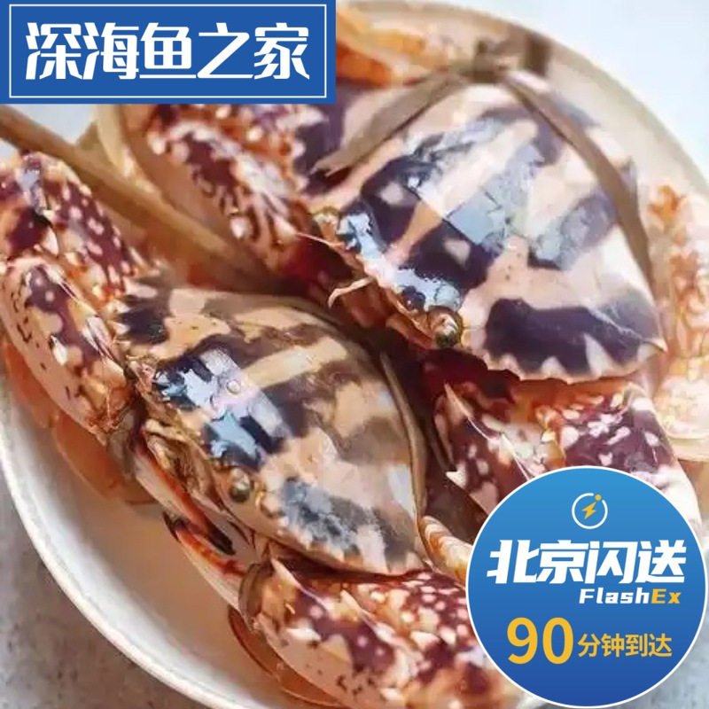 北京闪送 2斤/只鲜活大红花蟹 大锈斑蟳海蟹 海鲜水产