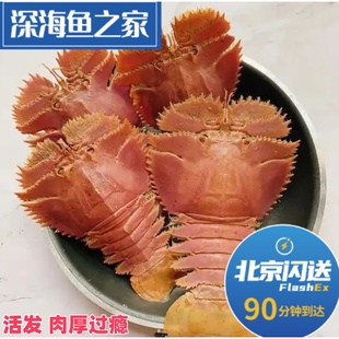 3-5只500g 北京闪送 鲜活琵琶虾 舟山九齿扇虾 东海野生海鲜水产