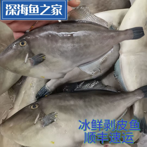 冰鲜剥皮鱼 扒皮鱼 象皮鱼 一条4-5两 海鱼 海鲜水产
