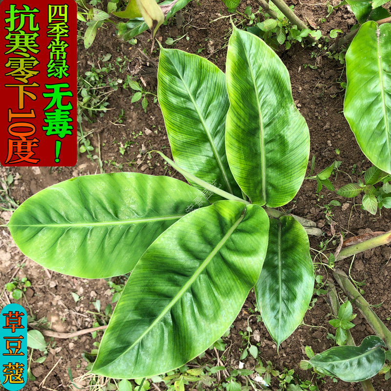 艳山姜草豆蔻草蔻种苗南姜良姜绿植果实入药室内阳台庭院园林绿化
