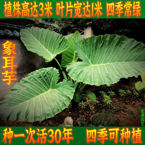 象耳芋海盆栽绿植大型物