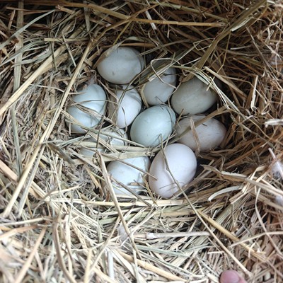 上海南汇本地河流散养鸭味道纯正