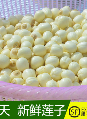 2025年速冻莲子去芯（未烘干）带芯莲子现摘手工去皮广昌通芯白莲
