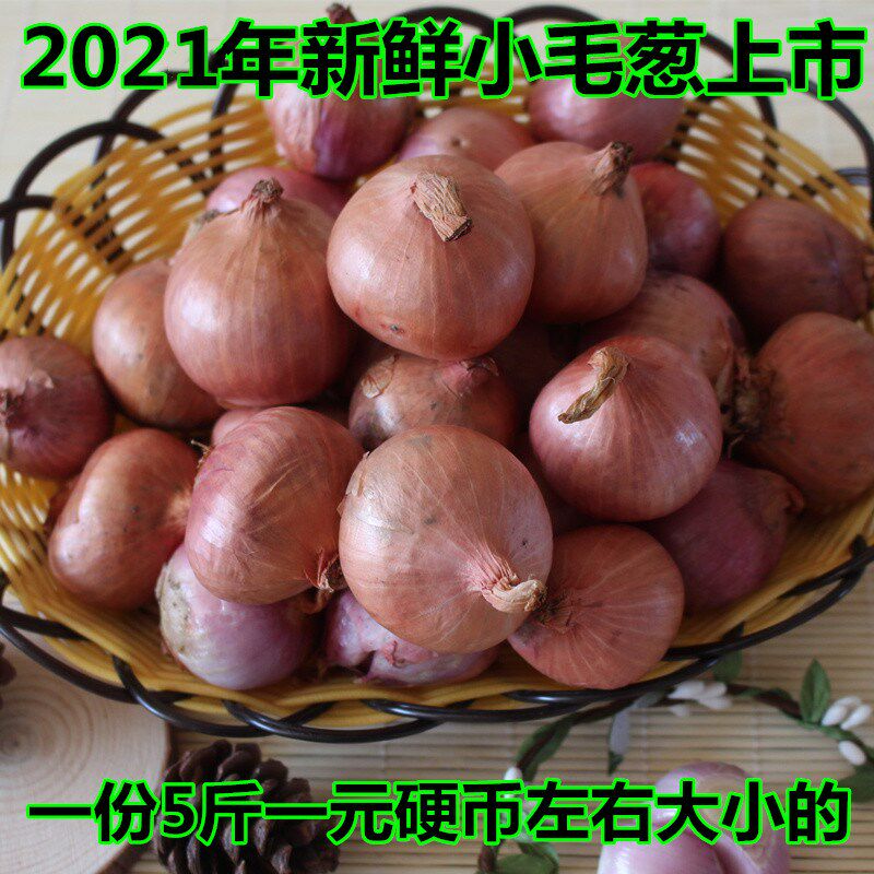 东北农家小毛葱圆葱鬼子葱新鲜上市小洋葱红葱头一份5斤包邮