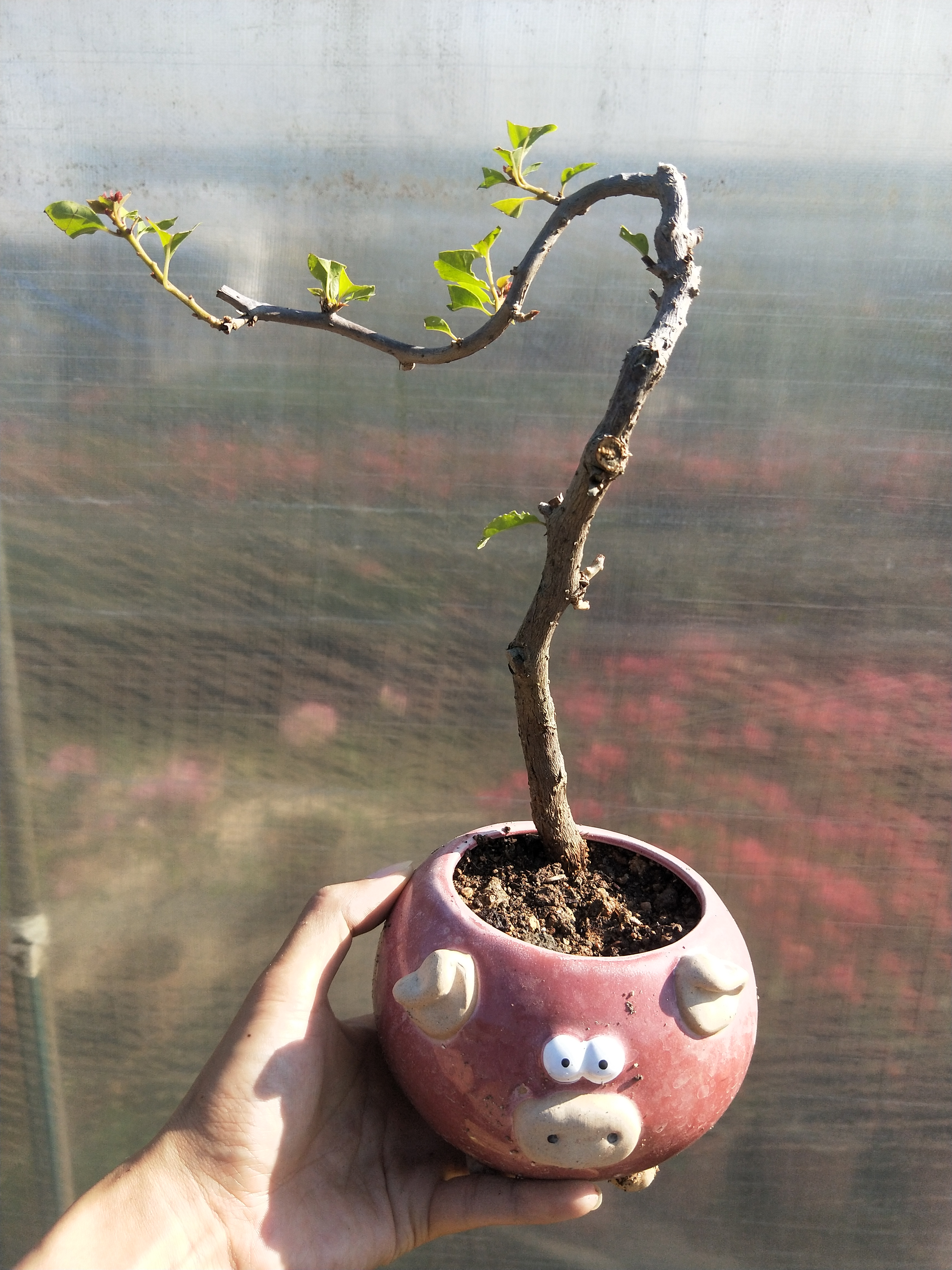 三角梅，品种：漳红樱，掌中宝，庭院阳台小盆栽彩色花卉一物一拍