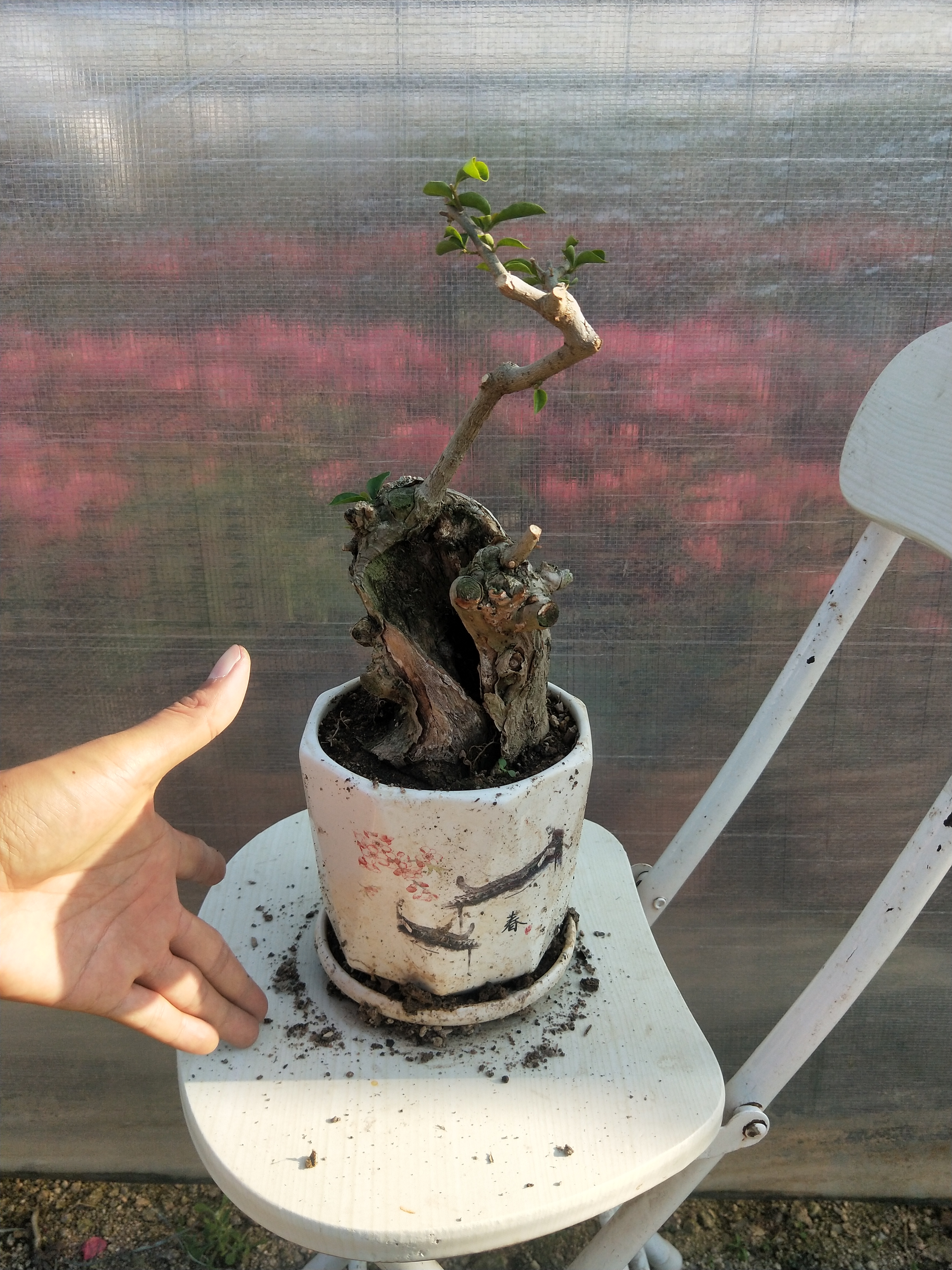 三角梅，小叶紫造型小老桩，阳台、庭院微景观绿植花卉，一物一拍