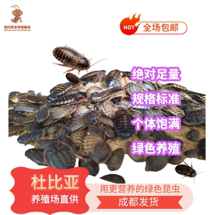 杜比亚蟑螂幼体亚成守宫蜥蜴鸟鱼宠物活体饲料绿色养殖场成都直发