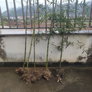 杭州临安细叶乌头雷竹种苗