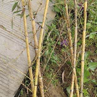 银环竹均南方北方种植食用笋绿化种苗适应严寒 零下20度安然过冬