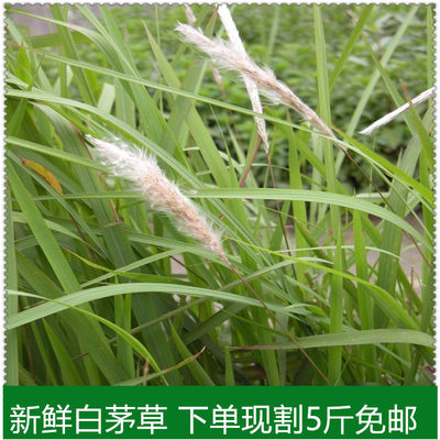 特产茅丝叶现割现卖洗澡药草茅草