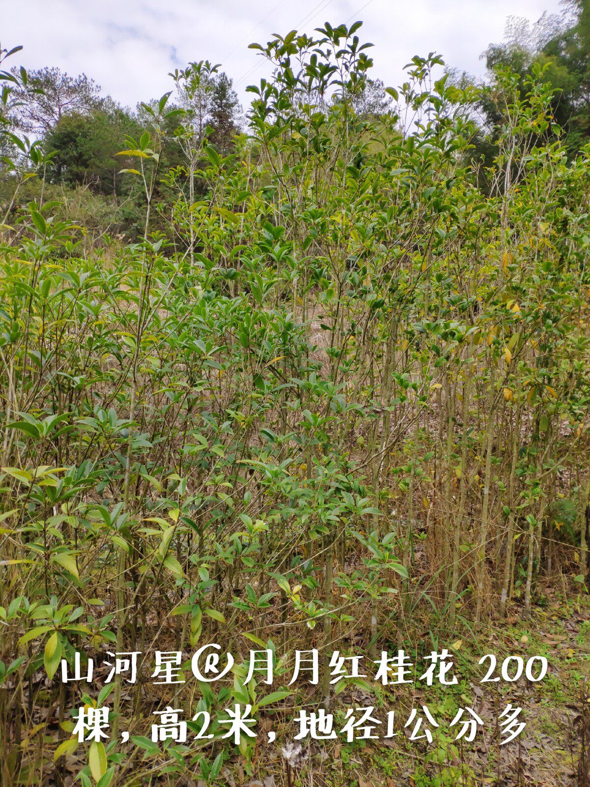 四季红月月红桂花树苗丹桂状元红日香桂珍贵黄金绿化小苗木中土货