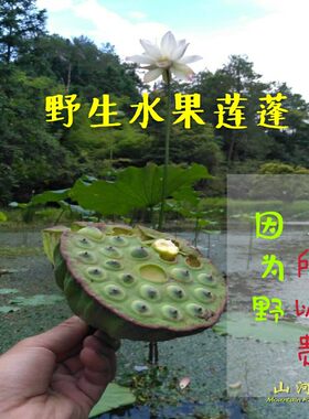 山河星新鲜土野生甜嫩莲蓬10朵嫩莲子孕妇儿童生吃水果现摘福建莲