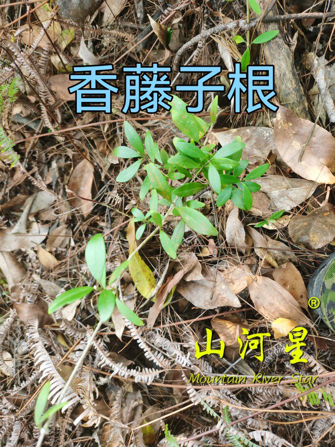 山河星春根藤链珠藤香藤子根满山香膳炖汤佐料煲汤野草根闽三明