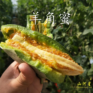 包邮 水果脆香瓜 羊角蜜甜瓜5斤闽新鲜应季 山河星自然光照露地种植