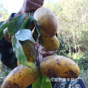 新鲜野果水果木通果野生木瓜拿麻藤包八月炸牛卵坨果九月瓜九月黄