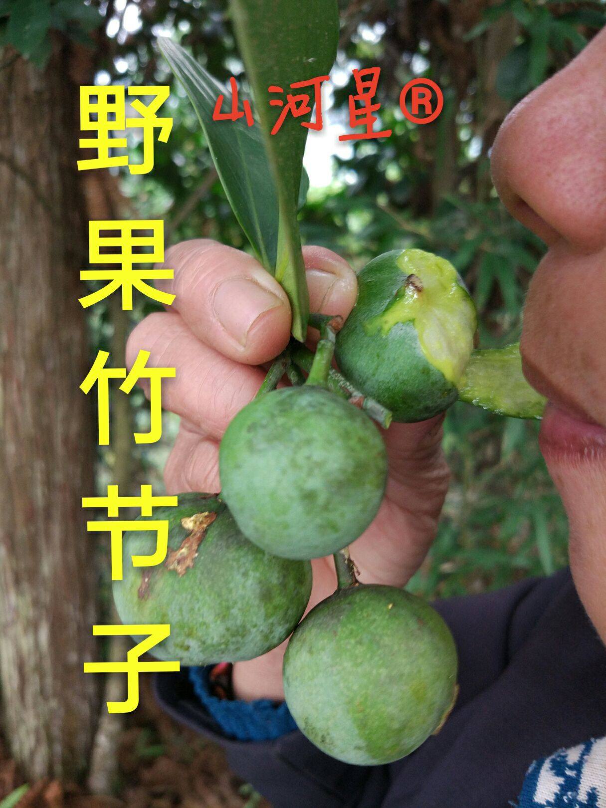 生态水果黄酮酸野果山黄皮木竹子竹橘黄牙果 山竹子酸枇杷 竹节子