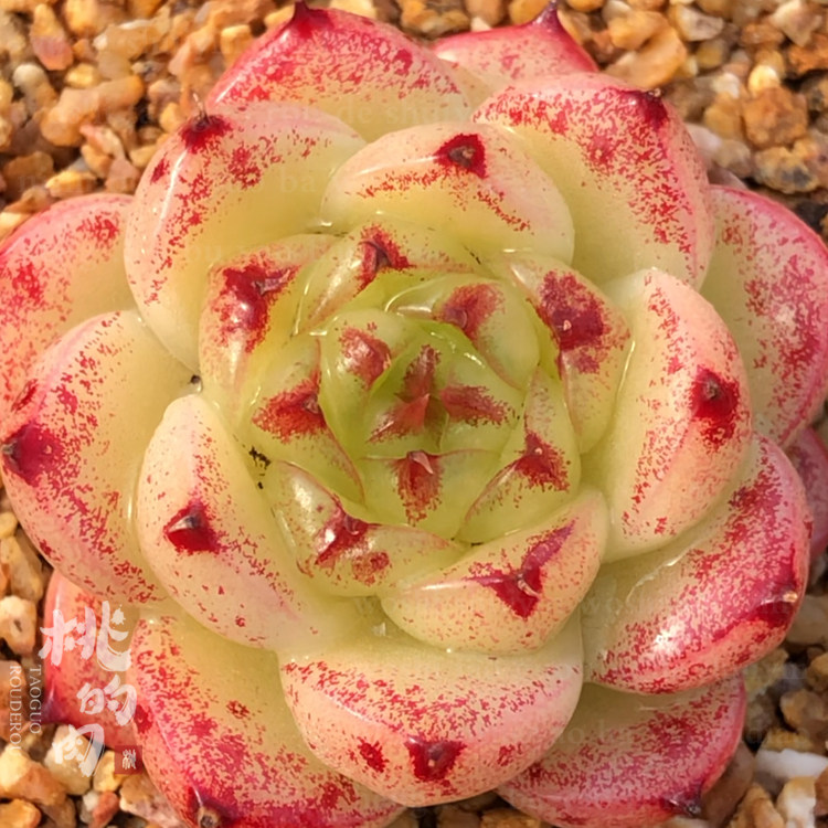 醒狮  叶片 多肉植物 新品珍妮系贵货自育麦油皮 叶插
