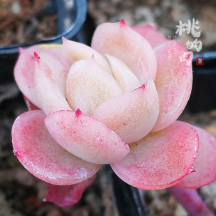 {丝绸玉杯}多肉 叶片  丝绸玉杯 冬云月影优选新品 叶插