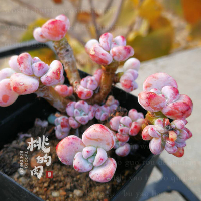 多肉植物趣味阳台治愈系叶插