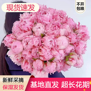 顺丰现货-山东重瓣芍药鲜花莎拉
