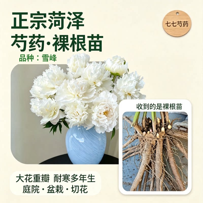 菏泽正品芍药花苗盆栽花卉正品芍药苗花型庭院种植花卉现挖包对版