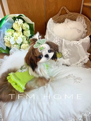 TFM限定色宠物高定衣服四季款短款上衣果漾青柠马尔济斯约克夏