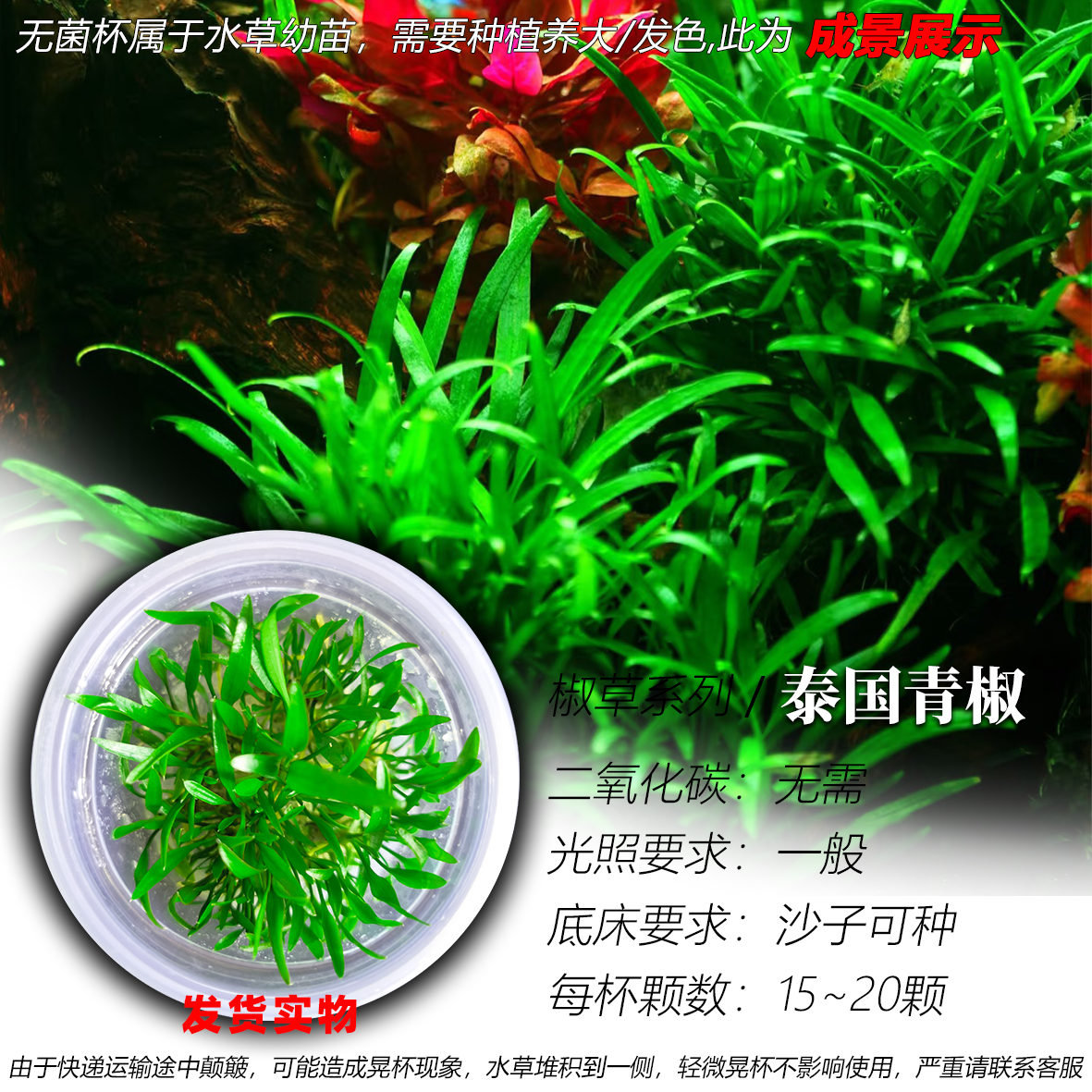 泰国青椒无菌杯阴性水草中景椒草好养易活耐阴无需二氧化碳矮水草