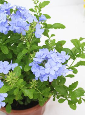 盆栽藤本兰雪花苞阳台庭院爬藤花