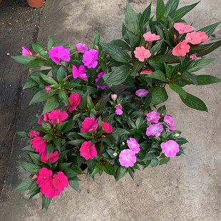 盆栽带花苞室内指甲花阳台四季开花植物花苗新几内亚凤仙花