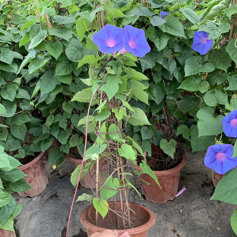 四季繁花：阳台庭院易种活喇叭花图片