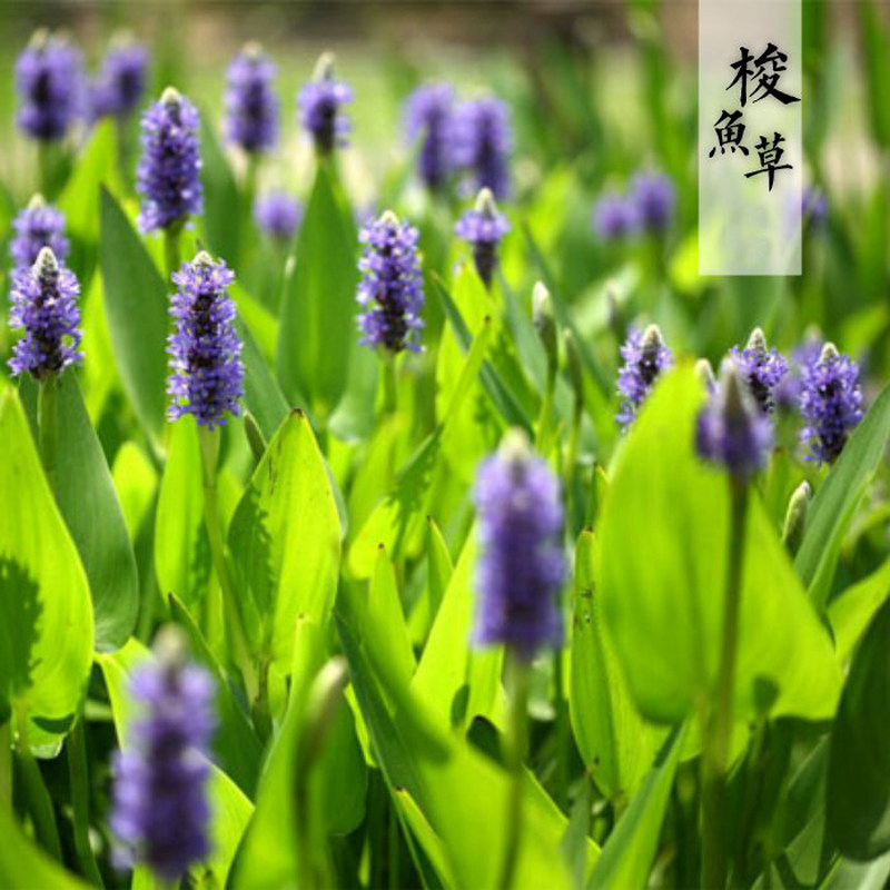 水生花卉挺水植物鱼塘池塘净化水质水池造景湿地绿化海寿花