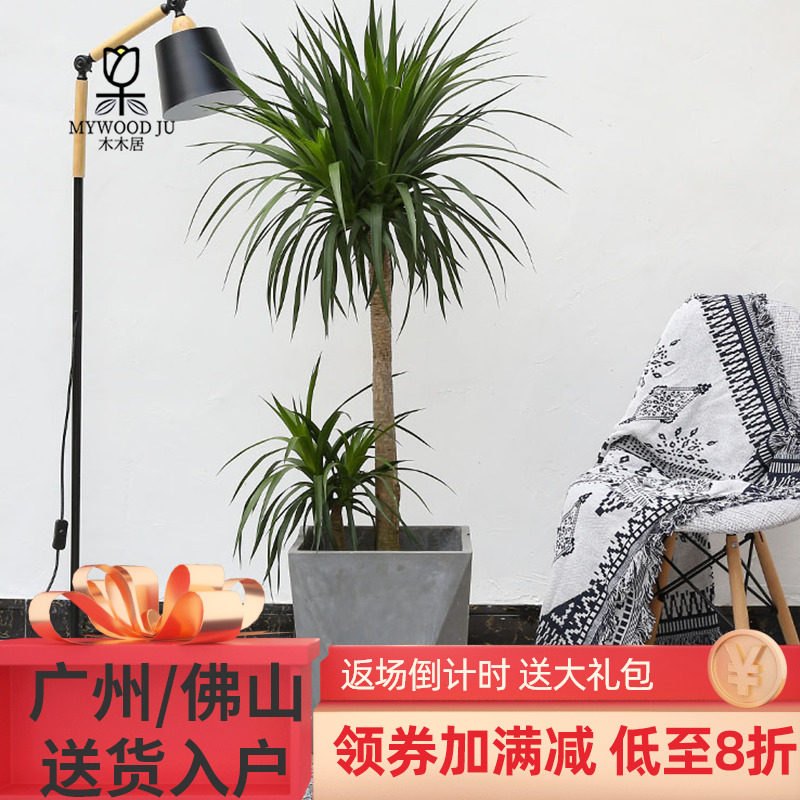 龙血树客厅大型植物龙须树室内净化空气北欧风龙须树四季常青盆栽在类目 鲜花速递/花卉仿真/绿植园艺, 花卉/绿植盆栽（新）, 大型绿植/成品组合盆栽中 - 来自Buy2taobao.com提供专业的淘宝代购服务
