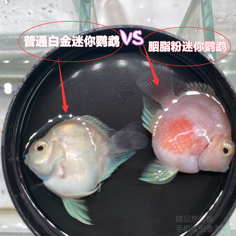 迷你鹦鹉鱼胭脂粉迷你鹦鹉黑尾一刀切白金宝蓝种鱼包邮,宠物/宠物食品及用品,鱼,淘宝优惠券,粉丝福利购,淘宝优惠卷