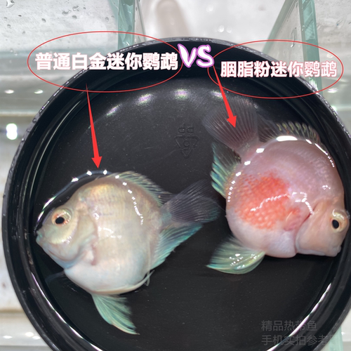 黑尾迷你鹦鹉胭脂粉迷你鹦鹉鱼