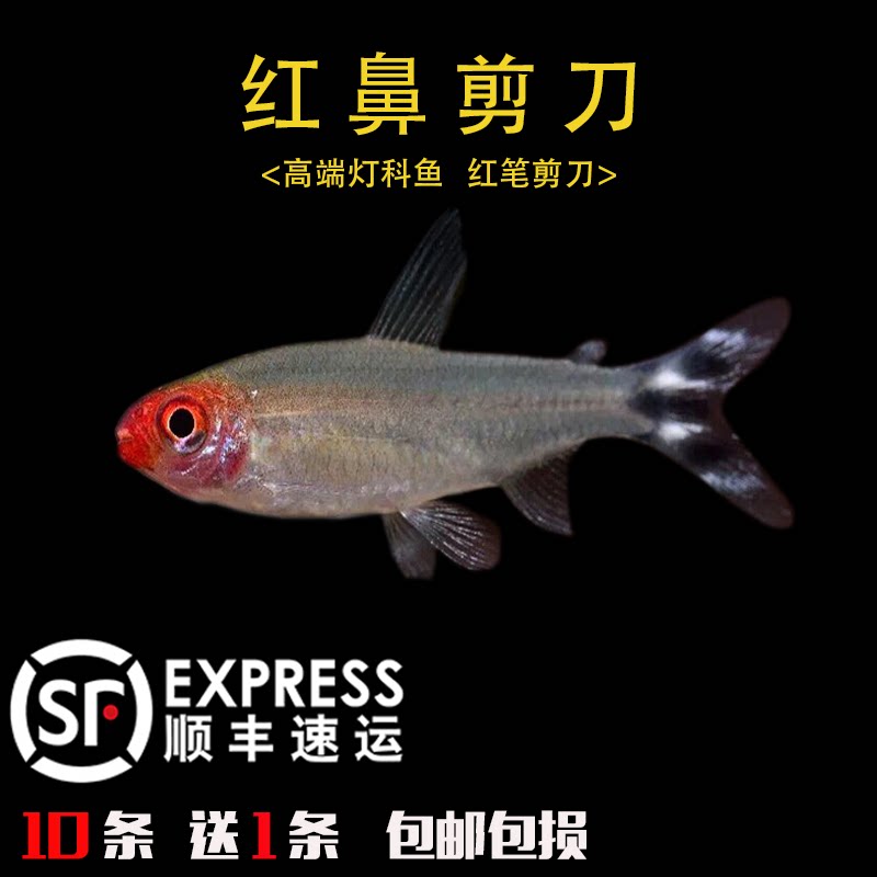 红鼻剪刀群游灯科鱼小型热带鱼包邮