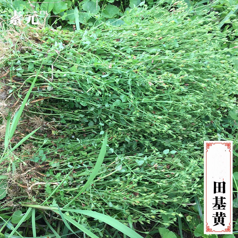 特价500克田基黄 新鲜田基黄地耳草 现采黄花草田基王中草药