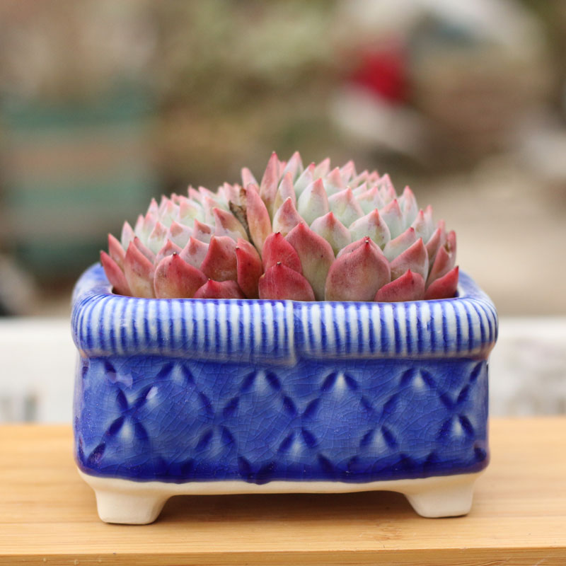 白瓷长方盆印章多肉花盆