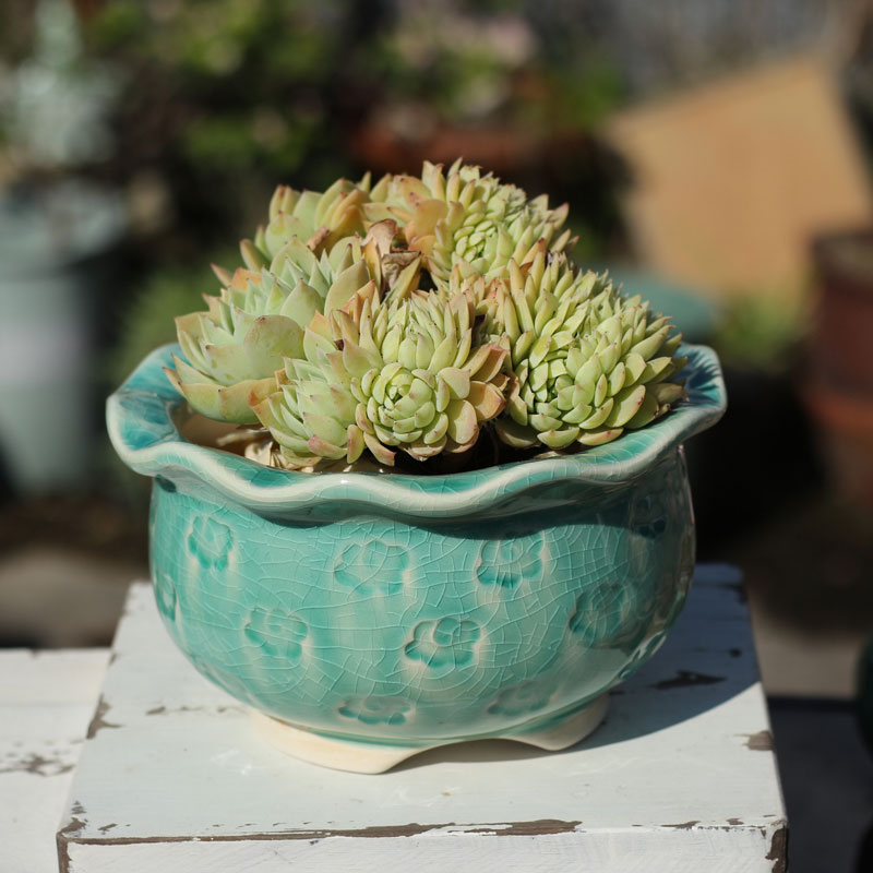 大号群生多肉印章花盆