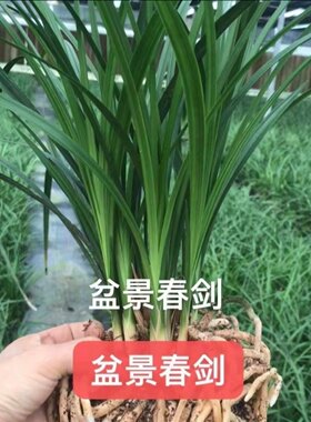 正宗四川本地春剑浓香型兰花苗开花好养阳台客厅盆景花卉绿植盆栽