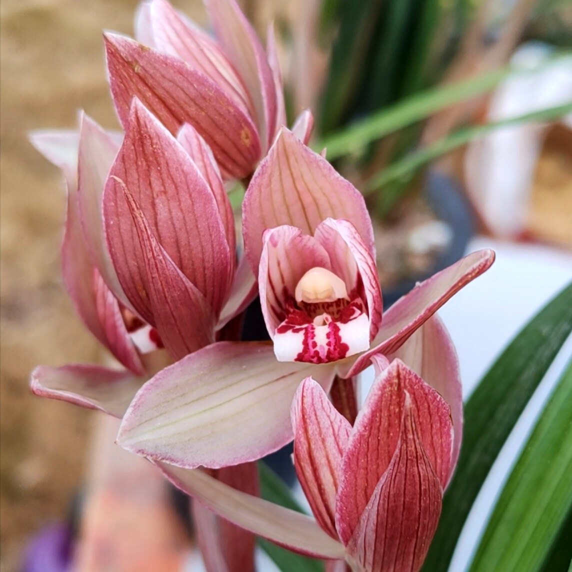 正宗四川春剑红花荷瓣兰花苗浓香型高档名贵花卉绿植盆栽阳台好养