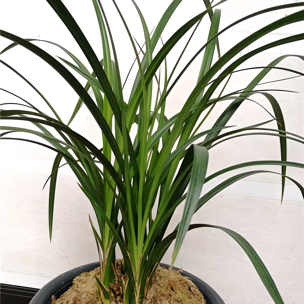 老种兰花带盆种好发货正宗云南莲瓣兰石鼓大雪素兰花带花苞浓香型