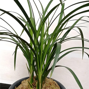 老种兰花白花白素正宗云南莲瓣兰石鼓大雪素兰花开花好养活浓香型