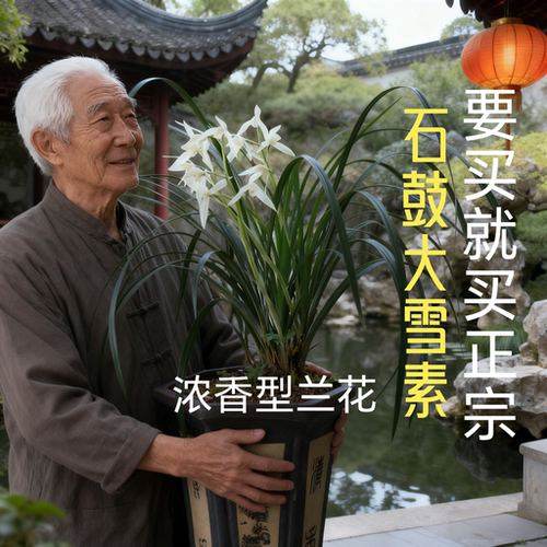 正宗石鼓大雪素兰花宽叶壮苗开花好养活室内阳台庭院花卉绿植盆栽