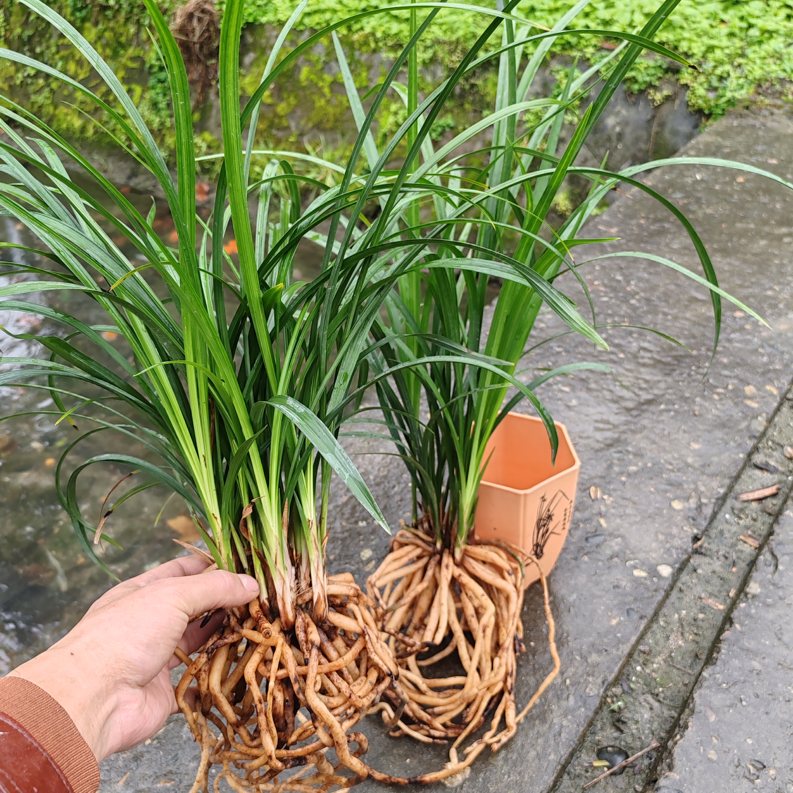正宗四川本地春剑兰花红花开花好养浓香花卉绿植盆栽正品阳台客厅