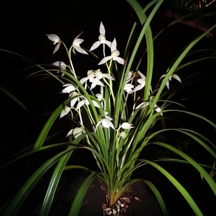 云南丽江石鼓种大雪素兰花莲瓣兰露天养殖白素花名贵室内盆栽花卉